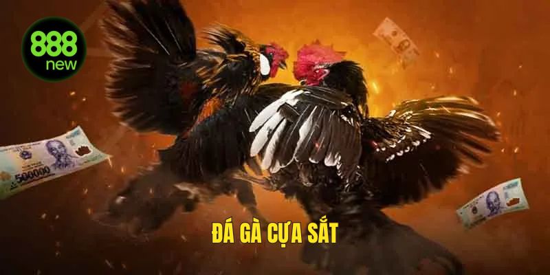 Đá gà cựa sắt