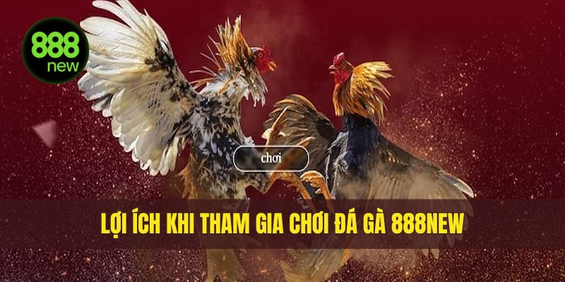Lợi ích khi tham gia chơi đá gà tại nhà cái 888NEW
