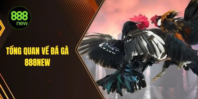 Tổng quan về sảnh đá gà 888NEW